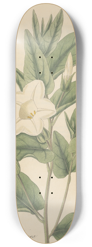 William Jackson Hooker - Calystegia spithamaea 8.25 inch art skate deck