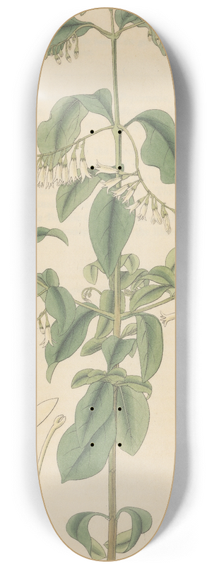 William Jackson Hooker - Chiococca racemosa 8.25 inch art skate deck