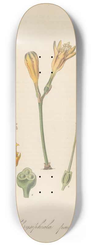 William Jackson Hooker - Chrysiphiala pauciflora 8.25 inch art skate deck