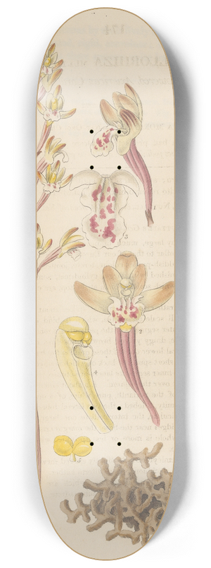 William Jackson Hooker - Corallorhiza multiflora 8.25 inch art skate deck