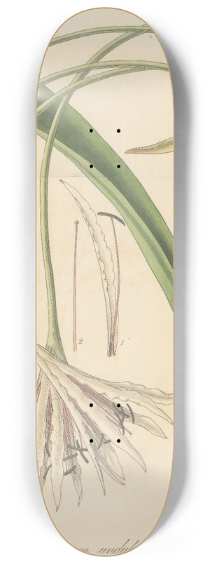 William Jackson Hooker - Crinum undulatum 8.25 inch art skate deck