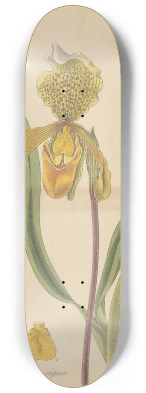 William Jackson Hooker - Cypripedium insigne 8.25 inch art skate deck