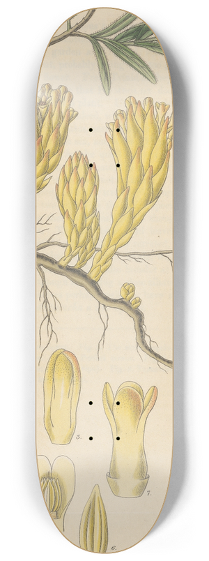 William Jackson Hooker - Cytinus hypocistis 8.25 inch art skate deck