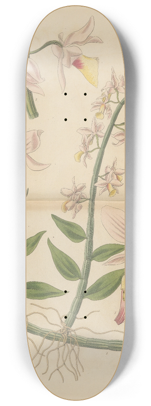 William Jackson Hooker - Dendrobium Pierardi 8.25 inch art skate deck