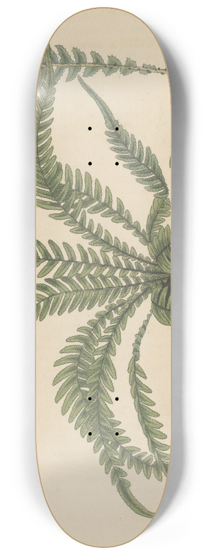 William Jackson Hooker - Doodia aspera 8.25 inch art skate deck