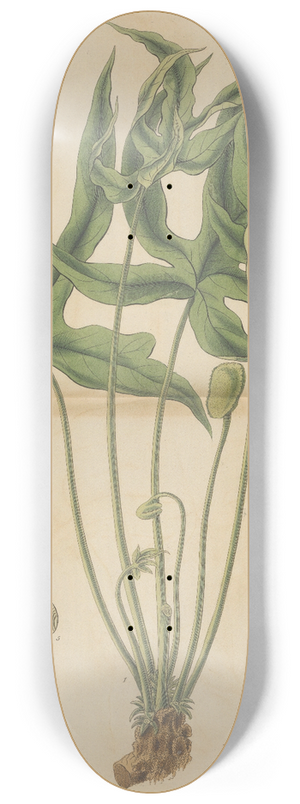William Jackson Hooker - Dorstenia arifolia 8.25 inch art skate deck