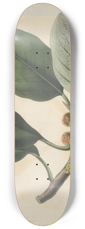 William Jackson Hooker - Ficus coriacea 8.25 inch art skate deck