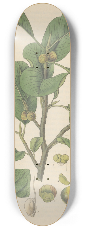 William Jackson Hooker - Ficus nitida 8.25 inch art skate deck