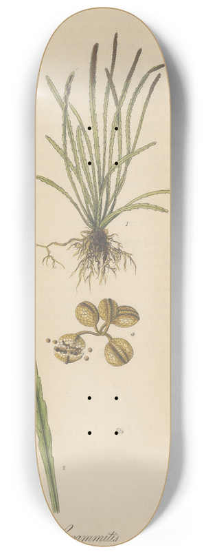 William Jackson Hooker - Grammitis serrulata 8.25 inch art skate deck