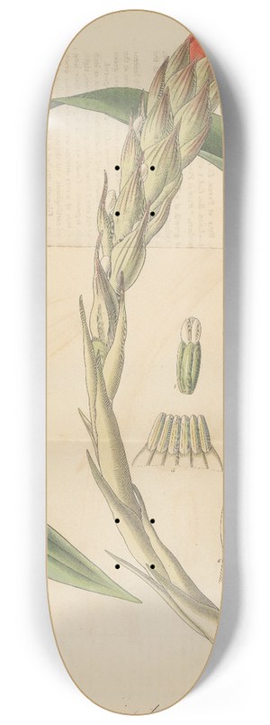 William Jackson Hooker - Gusmannia tricolor 8.25 inch art skate deck