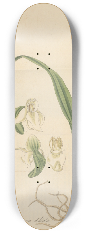 William Jackson Hooker - Habenaria dilatata 8.25 inch art skate deck