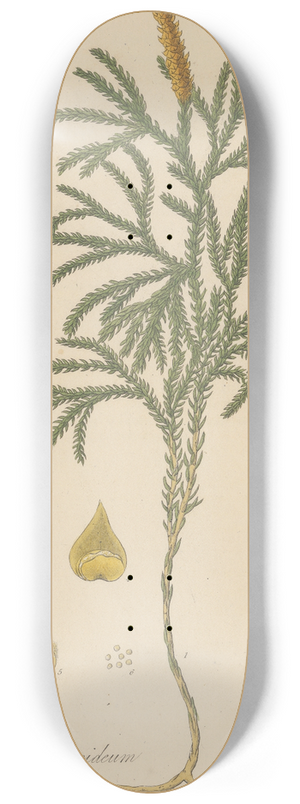 William Jackson Hooker - Lycopodium dendroideum 8.25 inch art skate deck