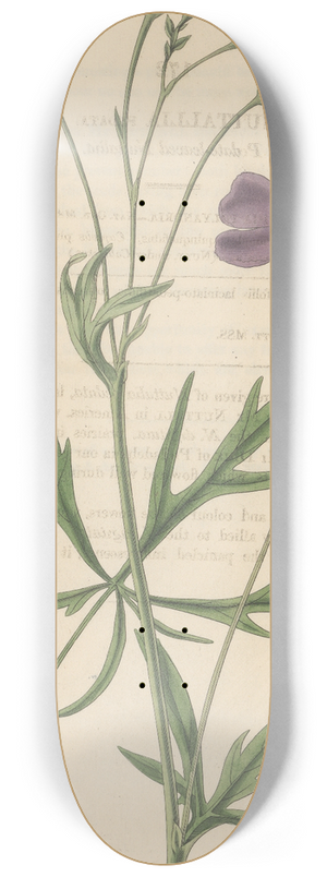 William Jackson Hooker - Nuttallia vepata 8.25 inch art skate deck