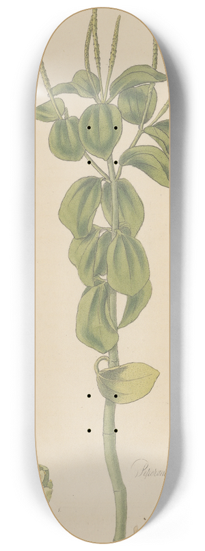 William Jackson Hooker - Peperomia polystachia 8.25 inch art skate deck