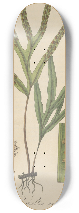 William Jackson Hooker - Pleopeltis angusta 8.25 inch art skate deck