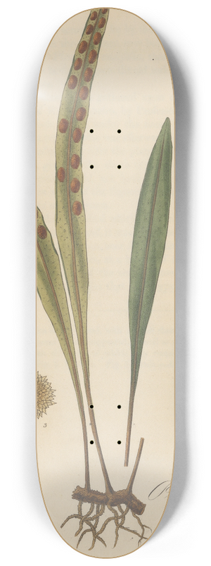 William Jackson Hooker - Pleopeltis ensifolia 8.25 inch art skate deck