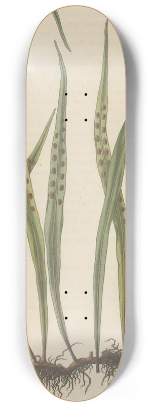 William Jackson Hooker - Pleopeltis nuda 8.25 inch art skate deck