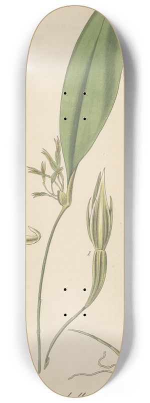 William Jackson Hooker - Pleurothallis ruscifolia 8.25 inch art skate deck