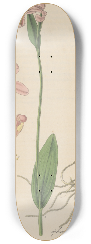 William Jackson Hooker - Pogonia ophioglossoides 8.25 inch art skate deck