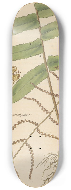 William Jackson Hooker - Polybotrya vivipara 8.25 inch art skate deck