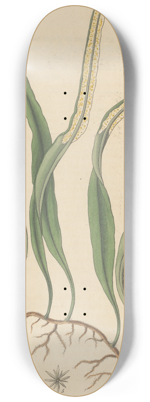 William Jackson Hooker - Polypodium pertusum 8.25 inch art skate deck