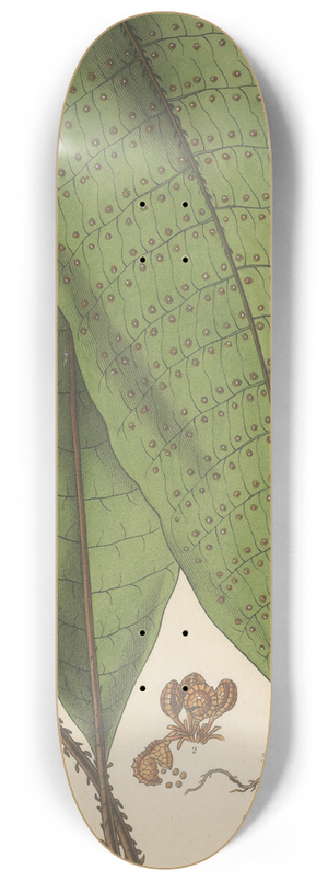 William Jackson Hooker - Polypodium plantagineum 8.25 inch art skate deck