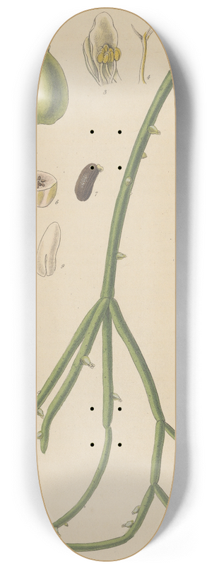 William Jackson Hooker - Rhipsalis Cassutha 8.25 inch art skate deck