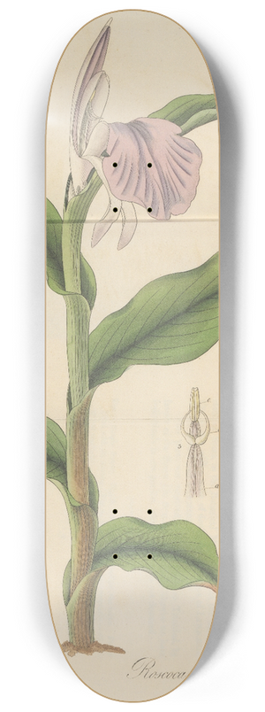 William Jackson Hooker - Roscoea purpurea 8.25 inch art skate deck