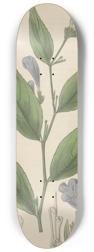 William Jackson Hooker - Ruellia anisophylla 8.25 inch art skate deck