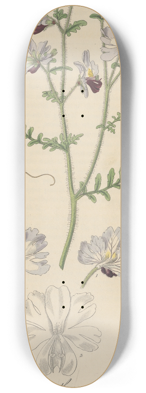 William Jackson Hooker - Schizanthus pinnatus 8.25 inch art skate deck