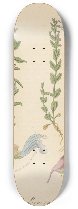 William Jackson Hooker - Scutellaria parvula 8.25 inch art skate deck