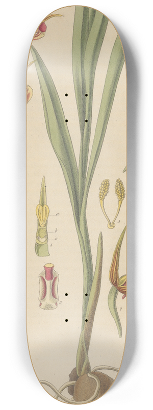 William Jackson Hooker - Serapias Lingua 8.25 inch art skate deck