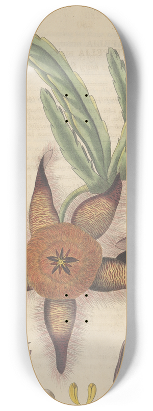 William Jackson Hooker - Stapelia hirsuta 8.25 inch art skate deck