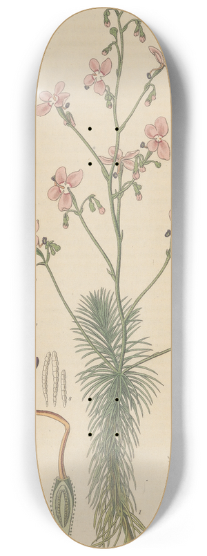 William Jackson Hooker - Stylidium laricifolium 8.25 inch art skate deck