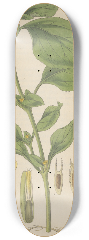 William Jackson Hooker - Synedrella nodiflora 8.25 inch art skate deck