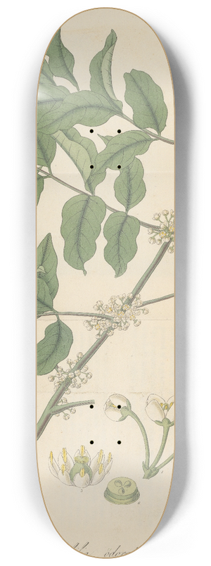 William Jackson Hooker - Trichilia odorata 8.25 inch art skate deck