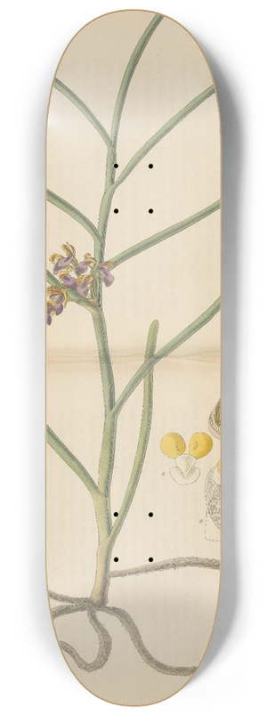 William Jackson Hooker - Vanda trichorhiza 8.25 inch art skate deck