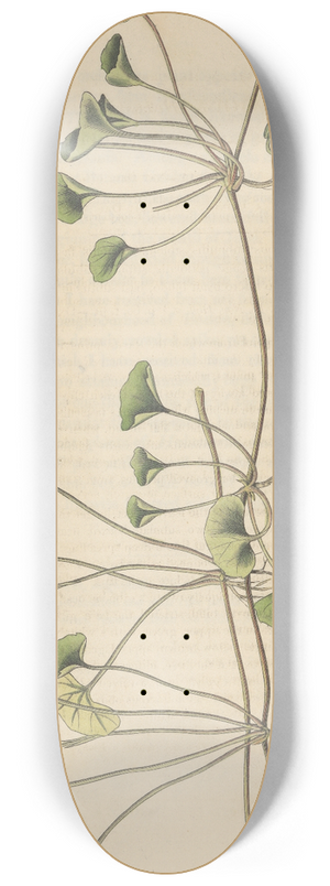 William Jackson Hooker - Viola hederacea 8.25 inch art skate deck