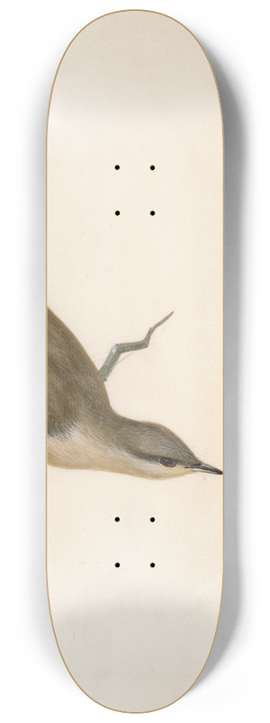 William Lewin - Warbler; Reed Wren 8.25 inch art skate deck