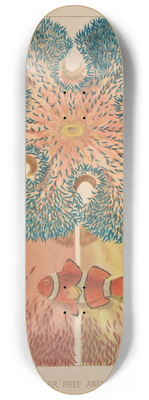 William Saville-Kent - Barrier Reef Anemones 8.25 inch art skate deck