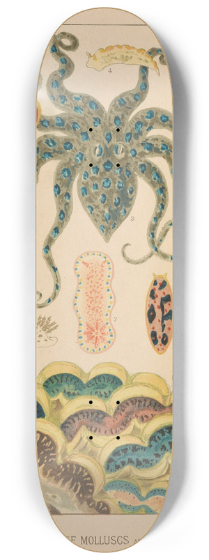 William Saville-Kent - Barrier Reef Molluscs and Planarians 8.25 inch art skate deck