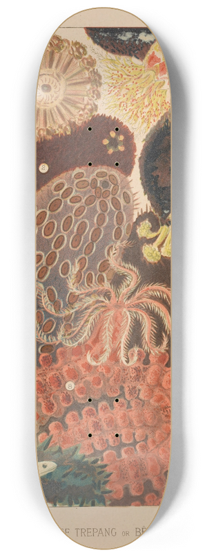 William Saville-Kent - Barrier Reef Trepang 8.25 inch art skate deck