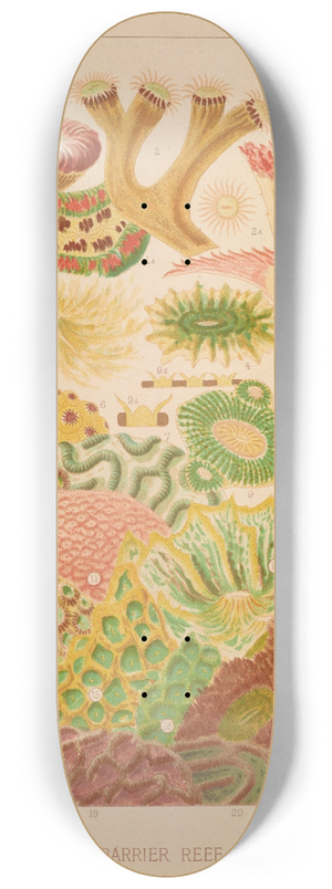 William Saville-Kent - Great Barrier Reef Corals 8.25 inch art skate deck
