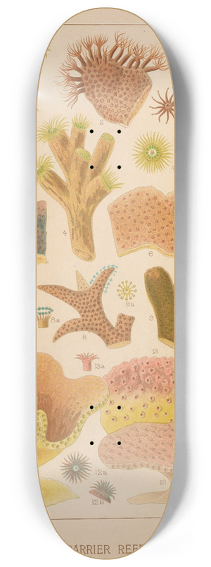 William Saville-Kent - Great Barrier Reef Corals II 8.25 inch art skate deck