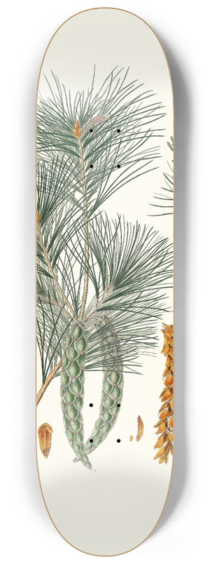 Aylmer Bourke Lambert - Pinus strobus = Weymouth pine 8.25 inch art skate deck