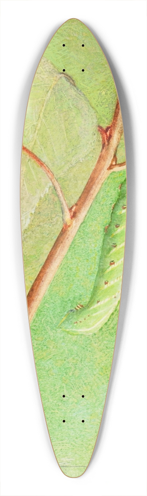 Abbott Handerson Thayer - Sphinx Caterpillar, study for book Concealing Coloration in the Animal Kingdom 39.3 inch art pintail longboard deck