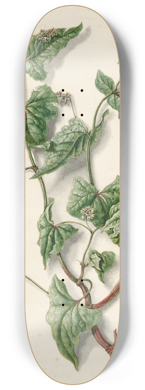 Barend Hendrik Thier - Bloeiende boekweit 8.25 inch art skate deck