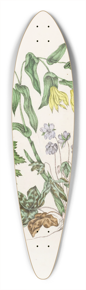 Agnes Fitzgibbon - Sharp Lobed Heptica, Large Flowered Bellwort,Wood Anemon, Spring Beauty 39.3 inch art pintail longboard deck