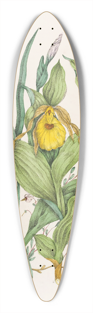 Agnes Fitzgibbon - Yellow Ladys Slippers, Large Blue Flag, Small Cranberry 39.3 inch art pintail longboard deck