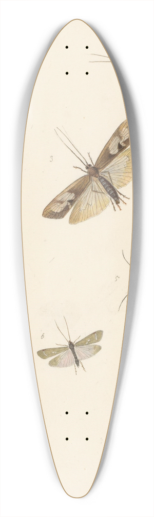 Albertus Steenbergen - Studieblad met acht nachtvlinders 39.3 inch art pintail longboard deck